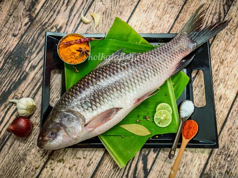 Rohu fish